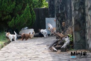 多隻小型犬在寵物旅館石板步道與庭院中活動