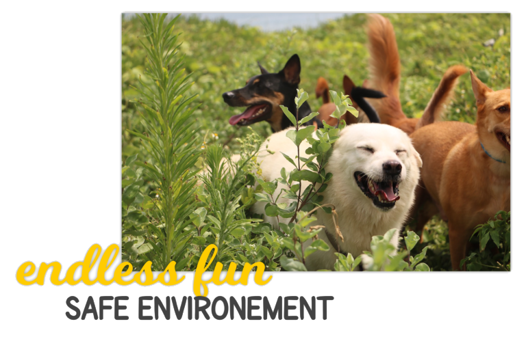 Endless fun, safe environment：狗狗在草叢中開心玩耍