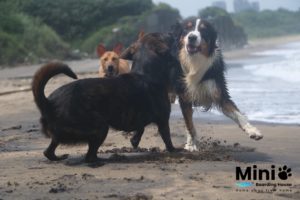 狗狗們在三芝海邊沙灘上一起奔跑玩耍