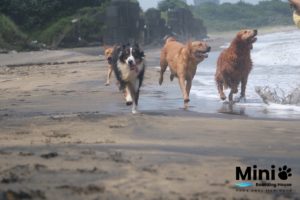 多隻狗狗在海邊浪花中奔跑