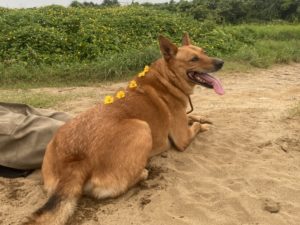 狗狗戴著小花趴在海邊沙灘上休息