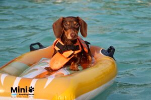 臘腸犬穿救生衣坐在泳池的充氣船上