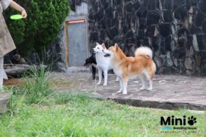 保姆在寵物旅館庭院陪柴犬與小狗玩飛盤