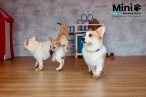 柯基和小型犬在寵物旅館室內木地板活動區玩耍
