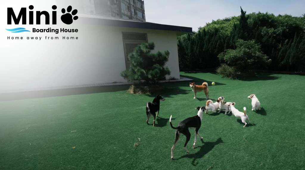 Mini Boarding House 寵物旅館草皮花園,多隻狗狗在草地上活動