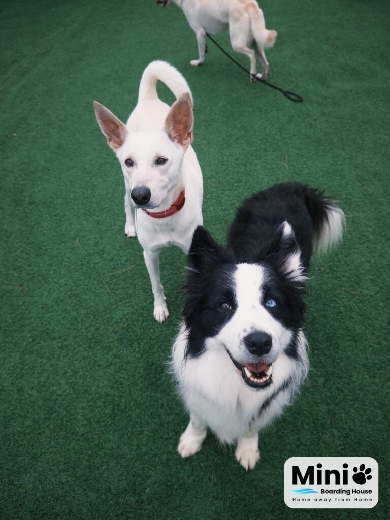 Mini Boarding House 草皮花園:邊境牧羊犬與白色狗狗