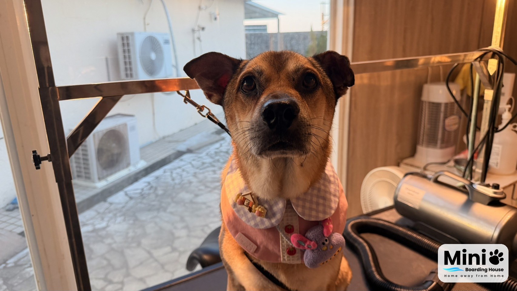 Mini Boarding House grooming room: a freshly groomed dog wearing a bandana