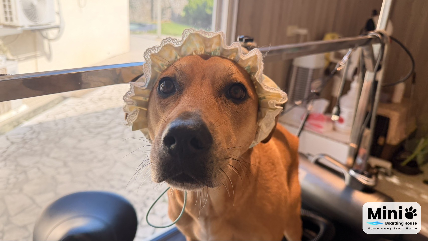 Mini Boarding House grooming room: a dog in a shower cap ready for a bath
